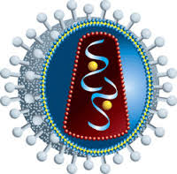 Virus Hiv AIDS