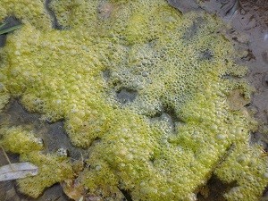 Alga tossica