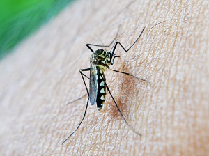 Zanzara malaria